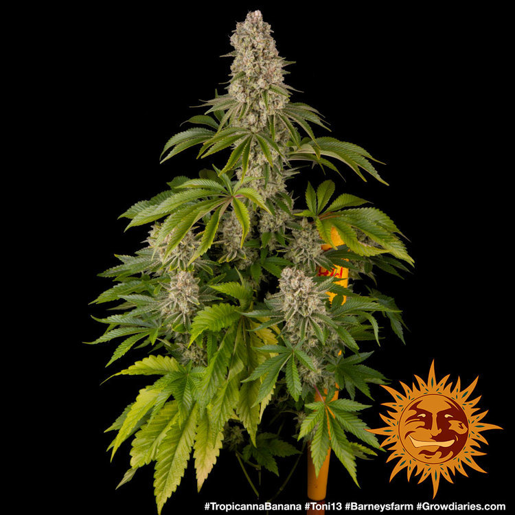 Tropicanna Banana Feminised Barney's Farm