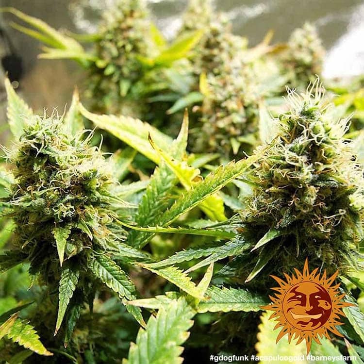 Acapulco Gold Feminised Barney's Farm