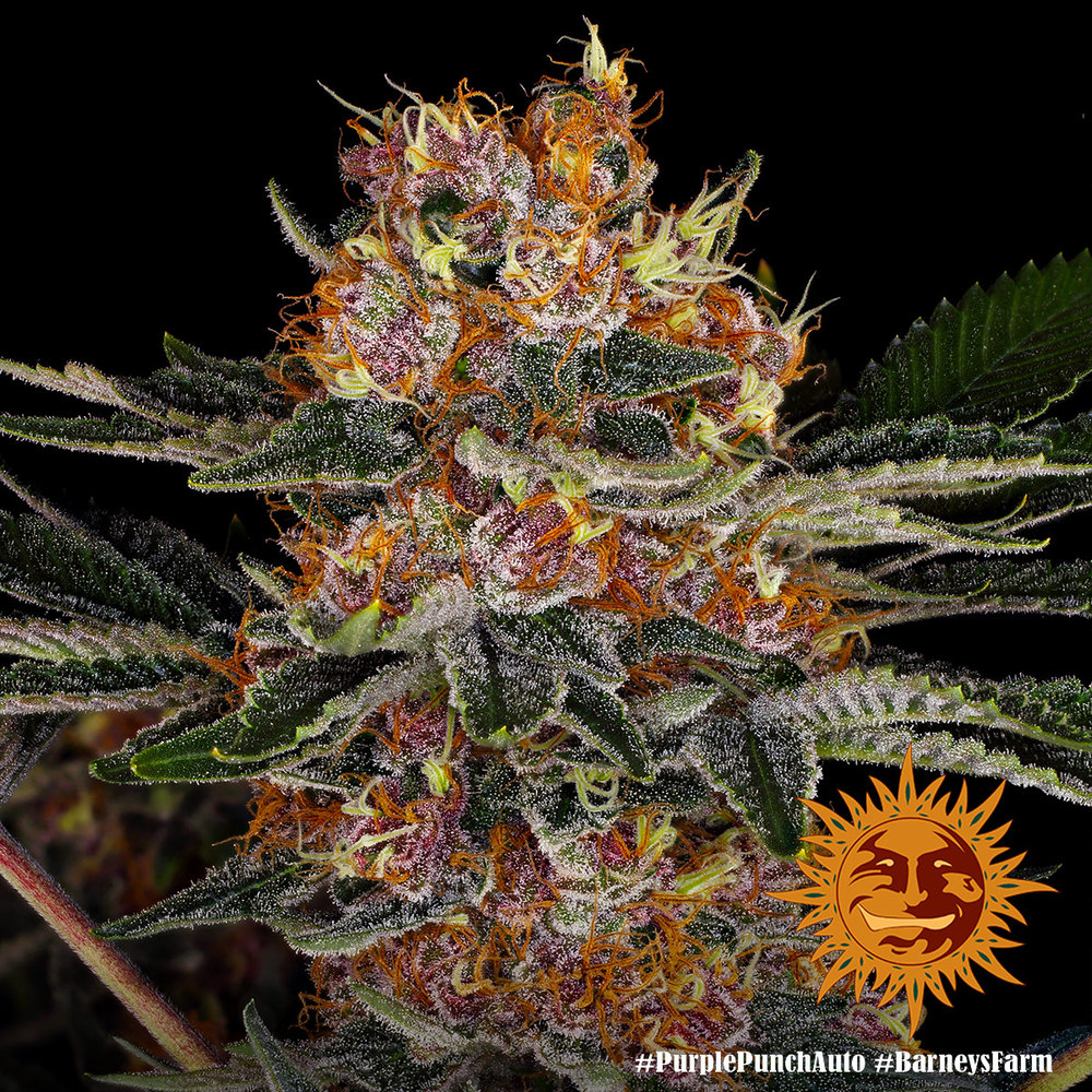Purple Punch Auto Autoflower Barney's Farm
