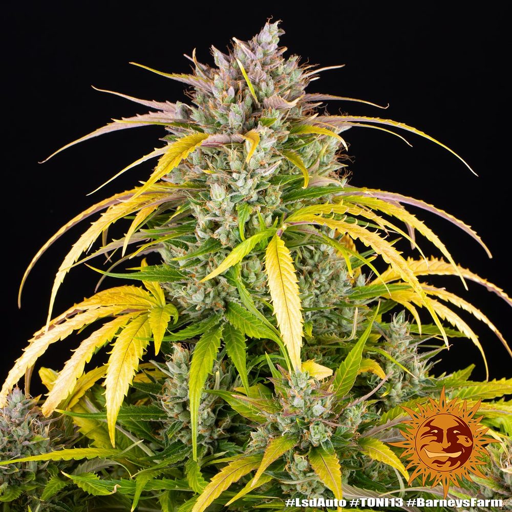 LSD Auto Autoflower Barney's Farm