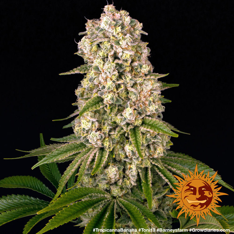 Tropicanna Banana Feminised Barney's Farm