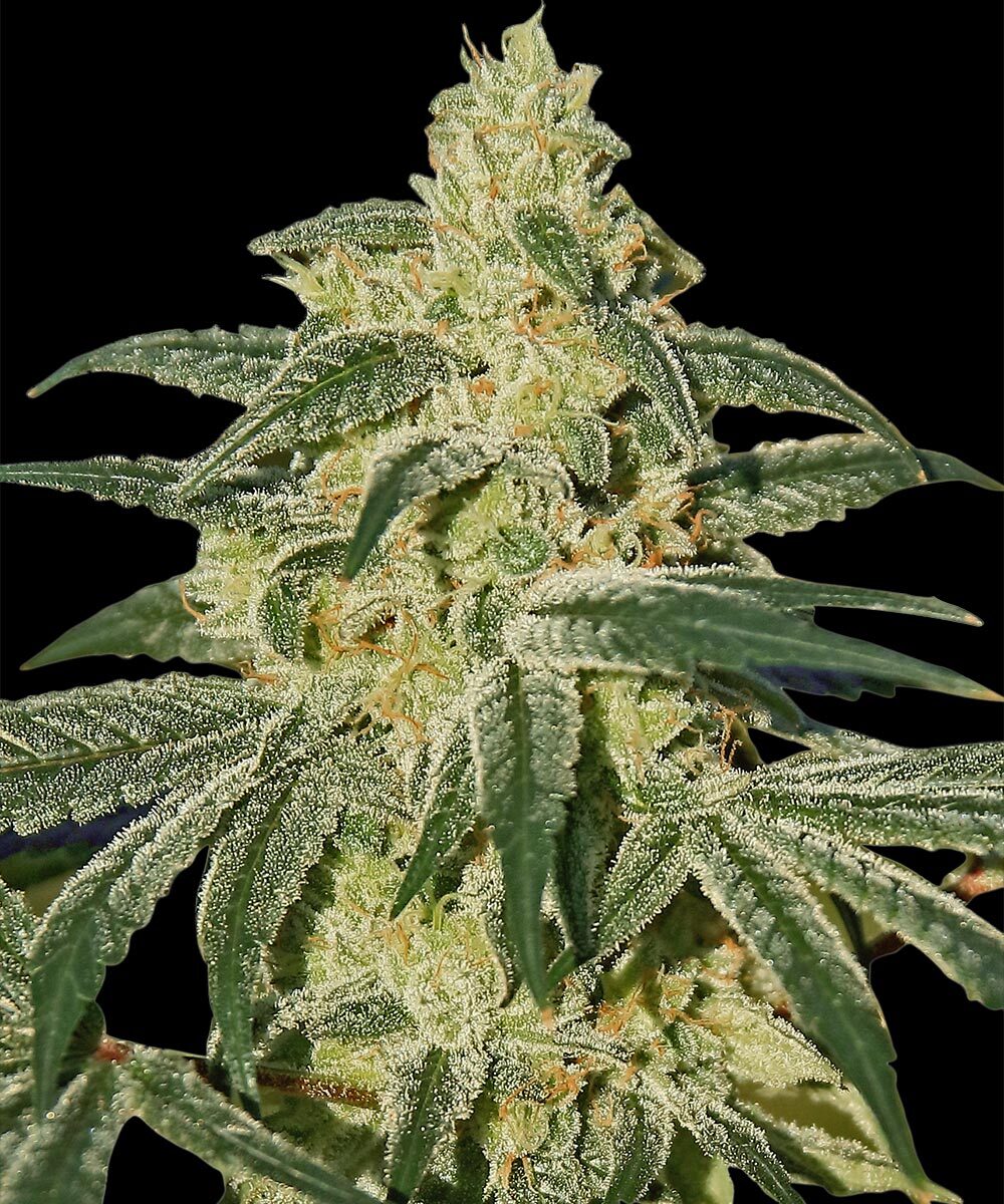 Afghan Hash Plant Regular Barney's Farm