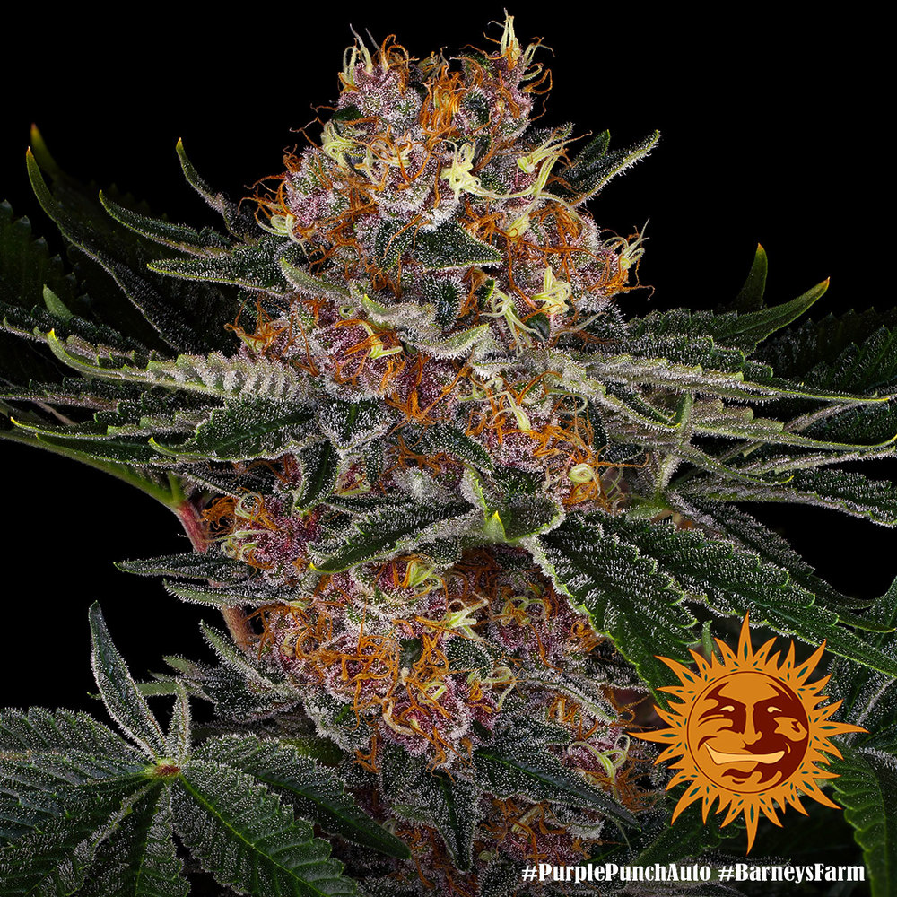 Purple Punch Auto Autoflower Barney's Farm