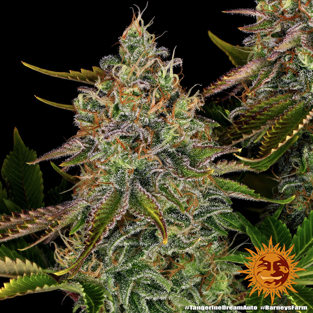 Tangerine Dream Auto Autoflower Barney's Farm