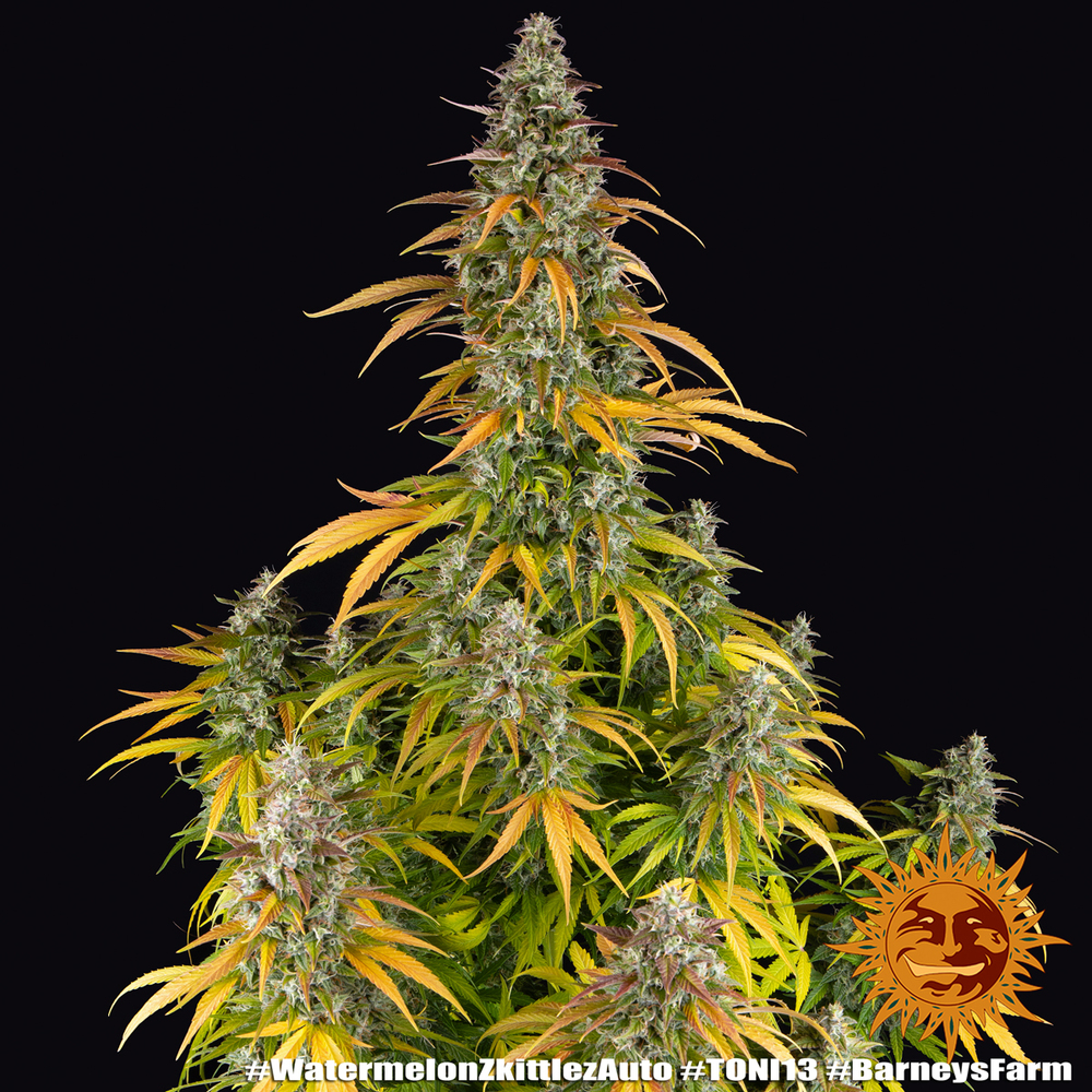 Watermelon Z Auto Autoflower Barney's Farm