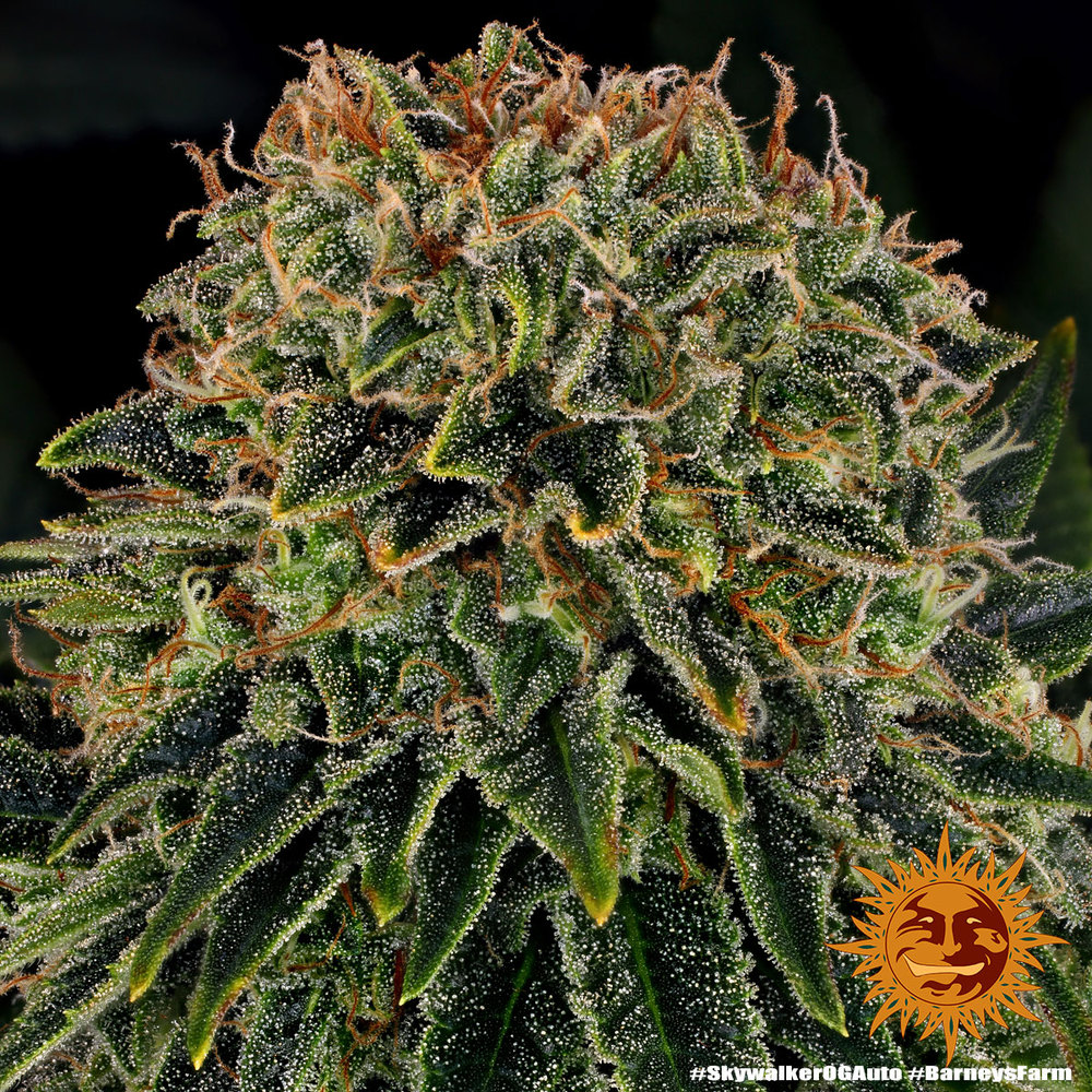 Skywalker OG Auto Autoflower Barney's Farm