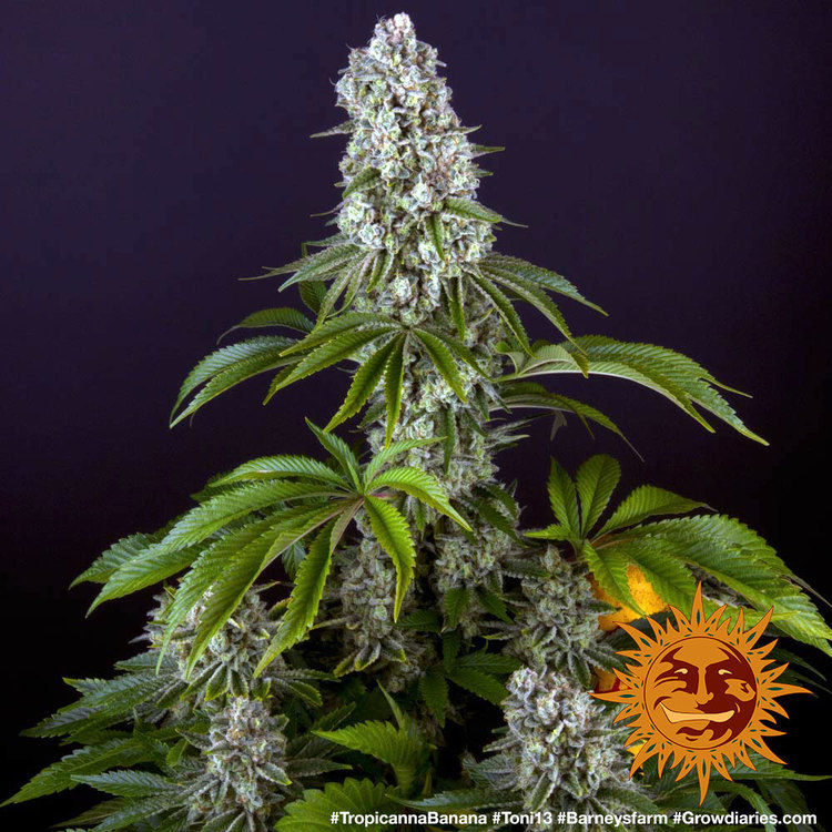 Tropicanna Banana Feminised Barney's Farm