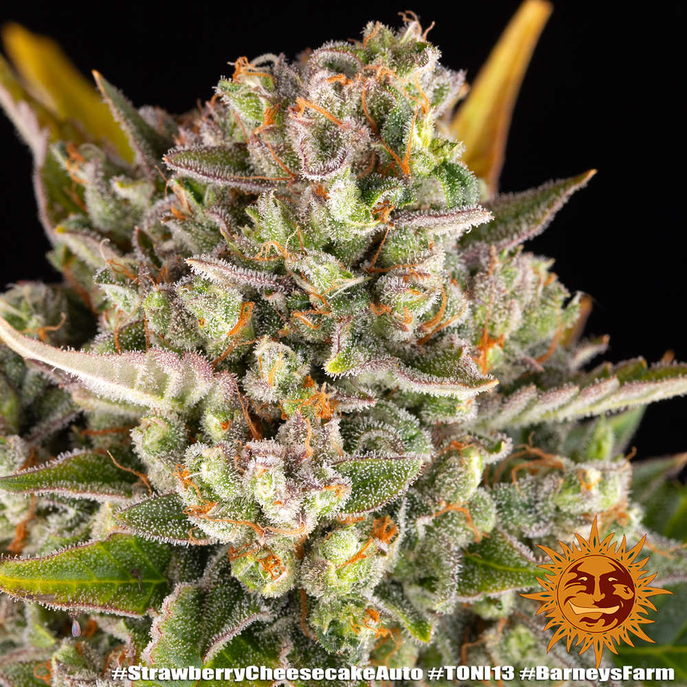 Strawberry Cheesecake Auto Autoflower Barney's Farm