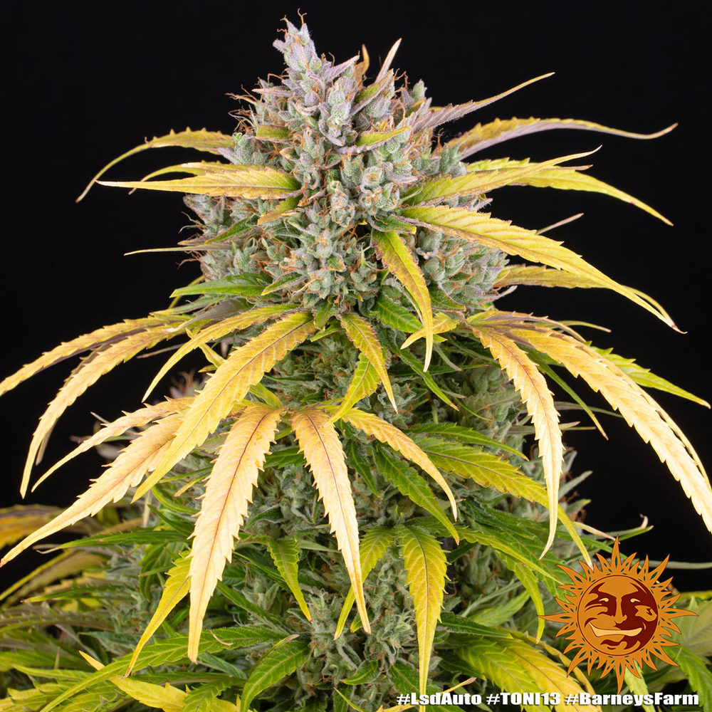 LSD Auto Autoflower Barney's Farm