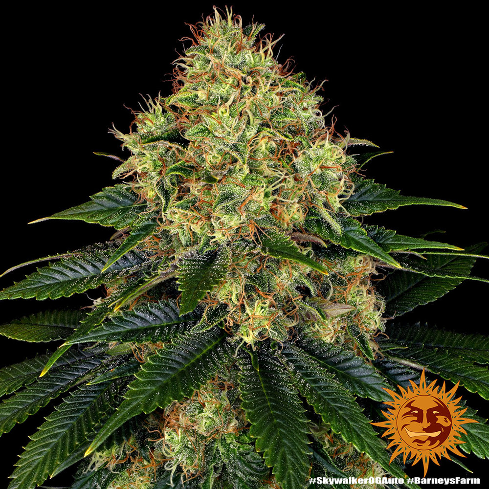 Skywalker OG Auto Autoflower Barney's Farm