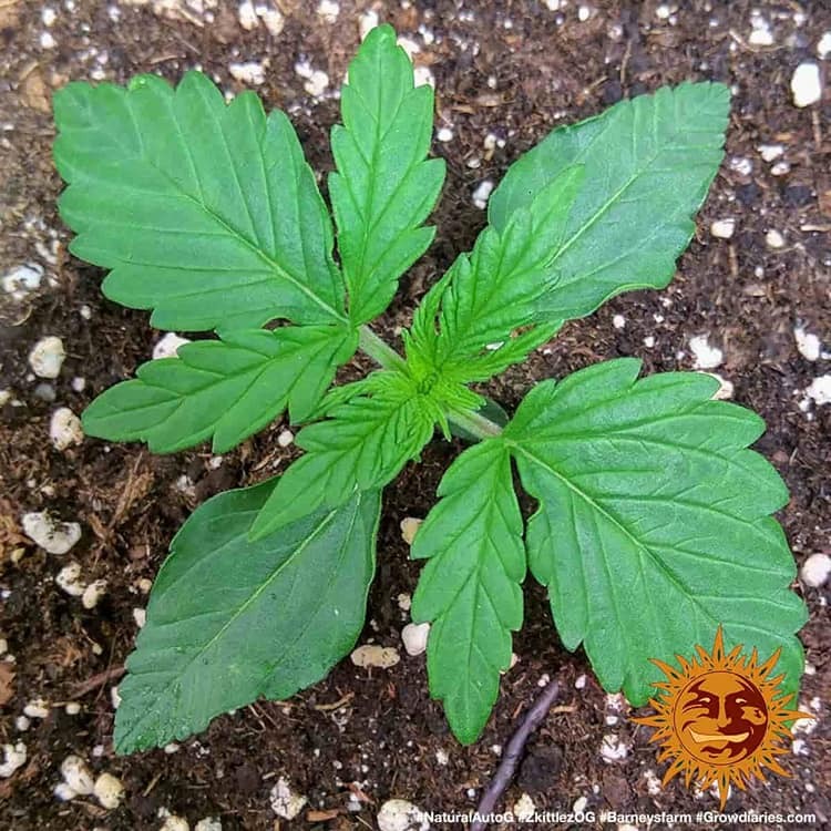 Original Z OG Auto Autoflower Barney's Farm