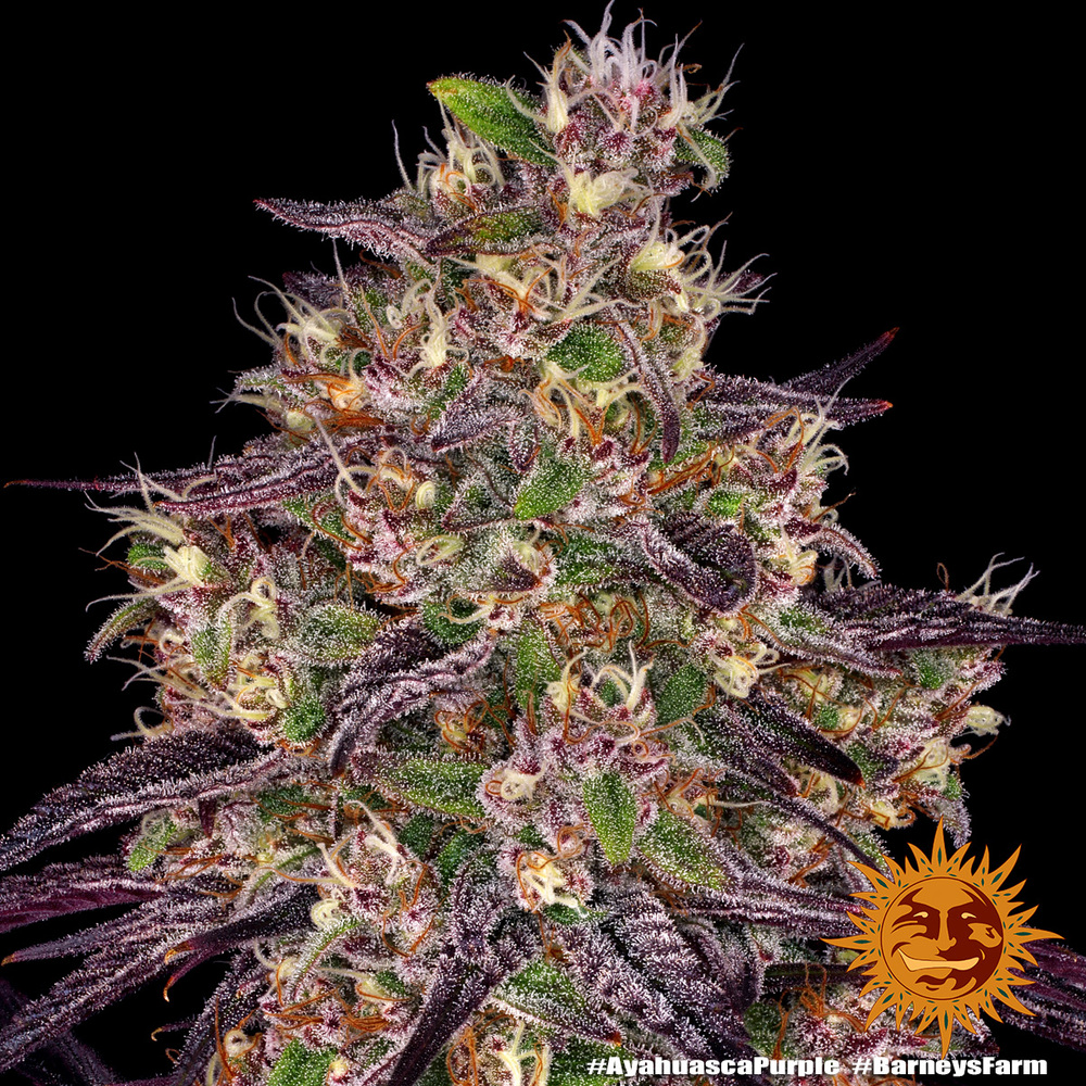 Ayahuasca Purple Feminised Barney's Farm