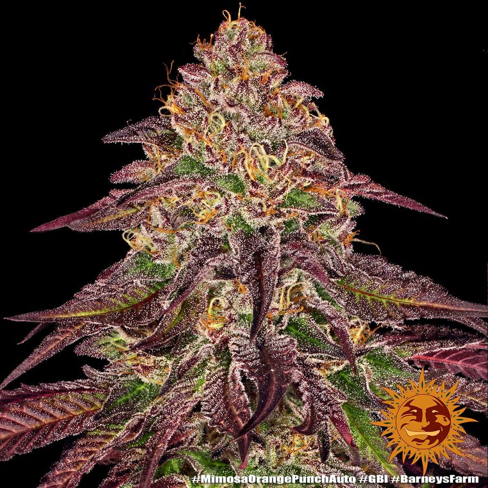 Mimosa x Orange Punch Auto Autoflower Barney's Farm