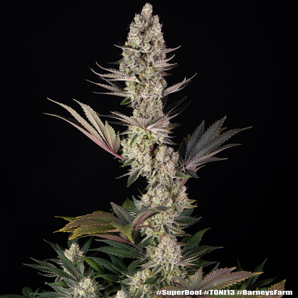Super Boof Feminised Barney's Farm