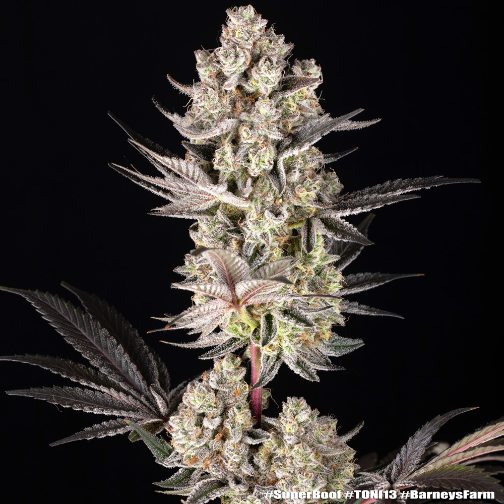 Super Boof Feminised Barney's Farm