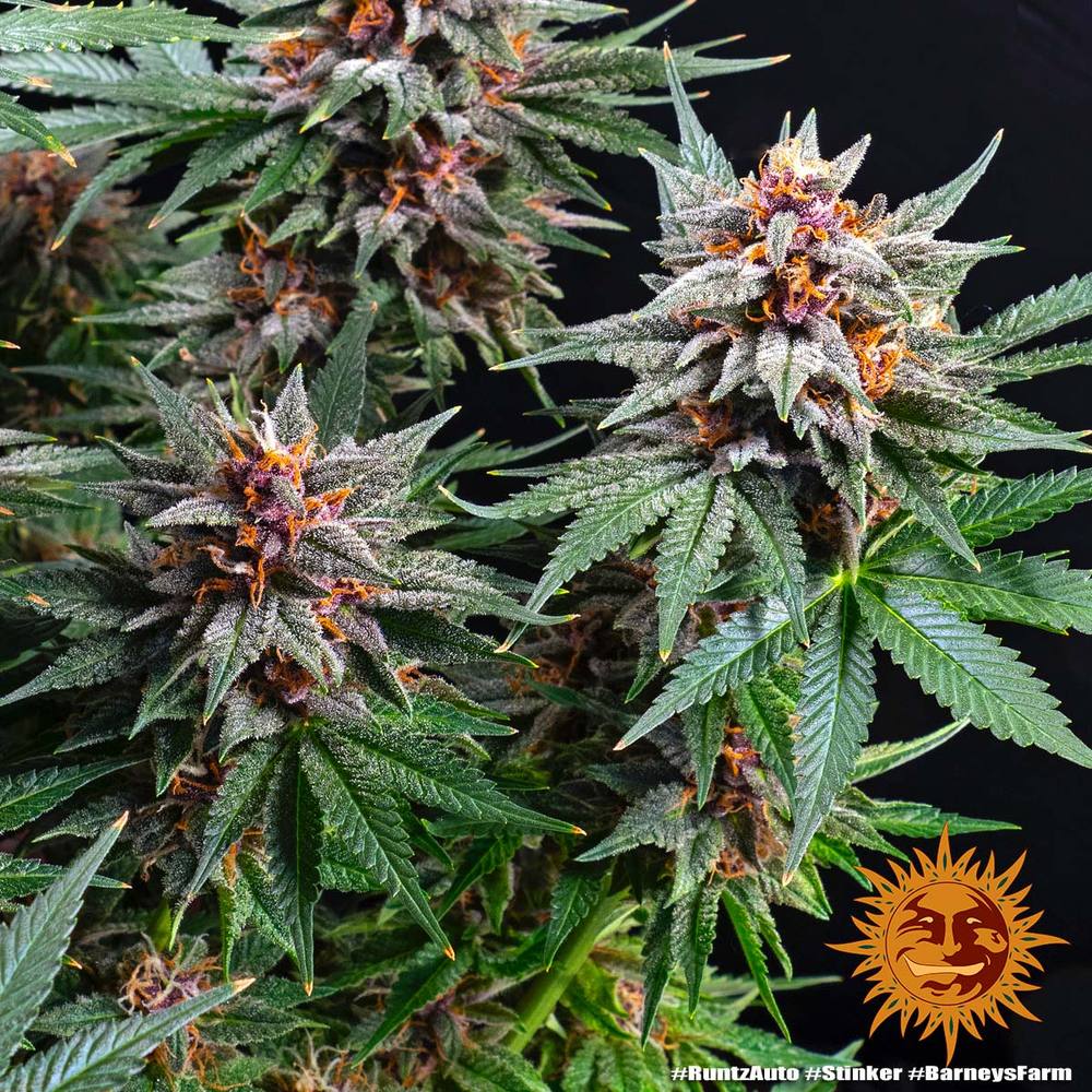 Runtz Auto Autoflower Barney's Farm
