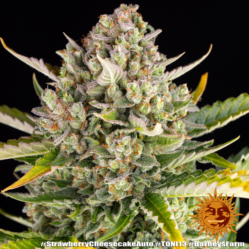 Strawberry Cheesecake Auto Autoflower Barney's Farm