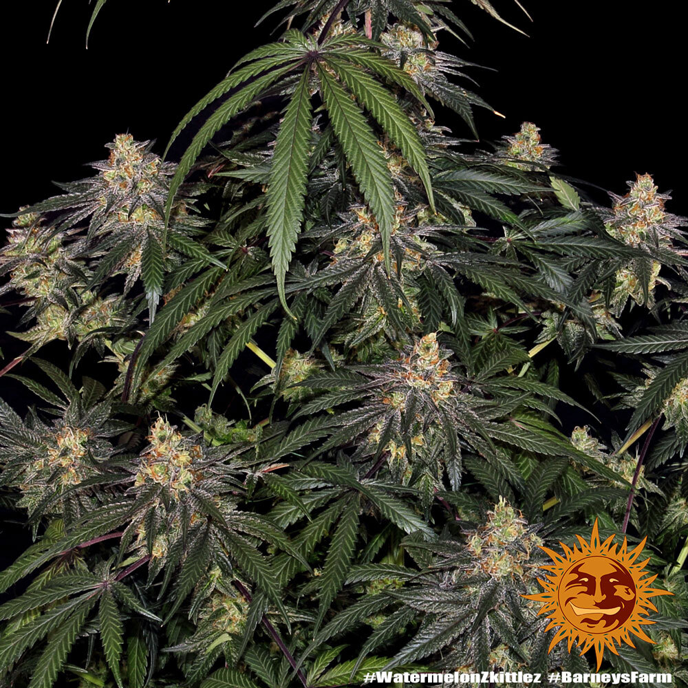 Watermelon Z Feminised Barney's Farm