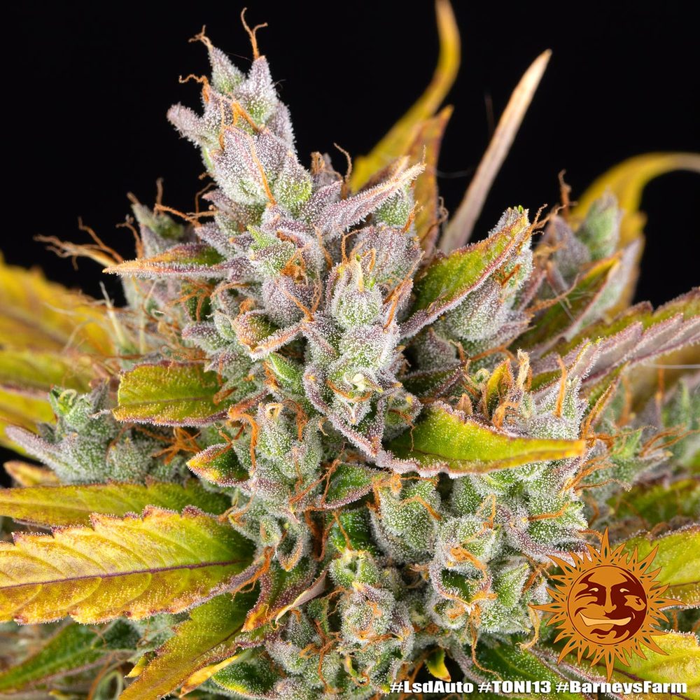 LSD Auto Autoflower Barney's Farm
