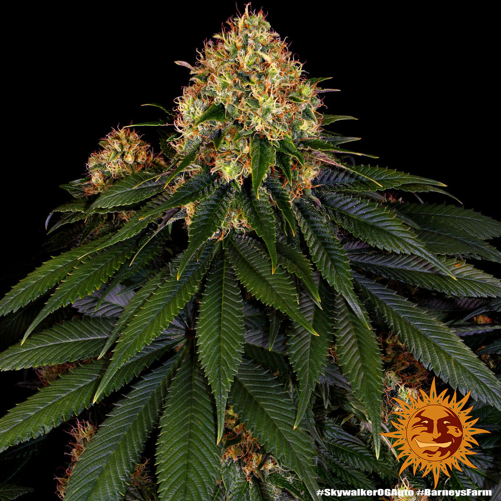 Skywalker OG Auto Autoflower Barney's Farm