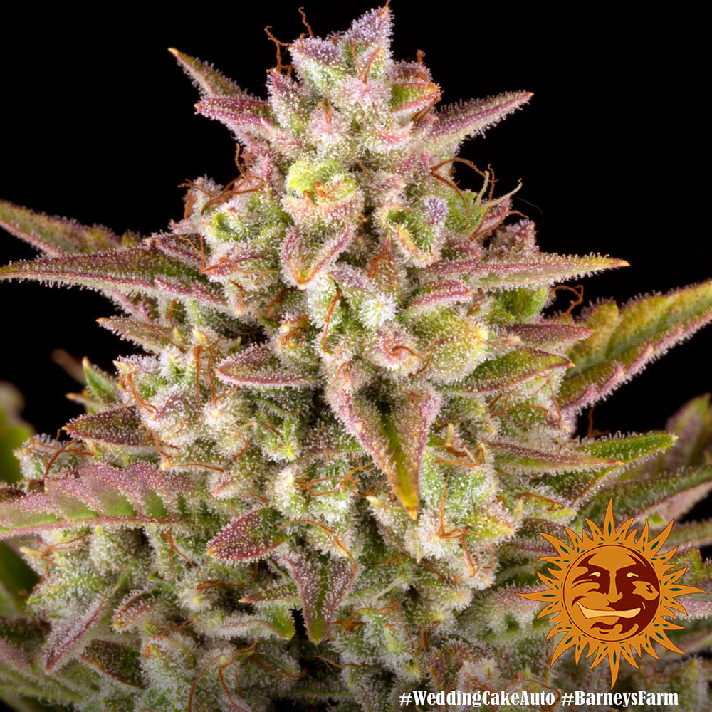 Wedding Cake Auto Autoflower Barney's Farm