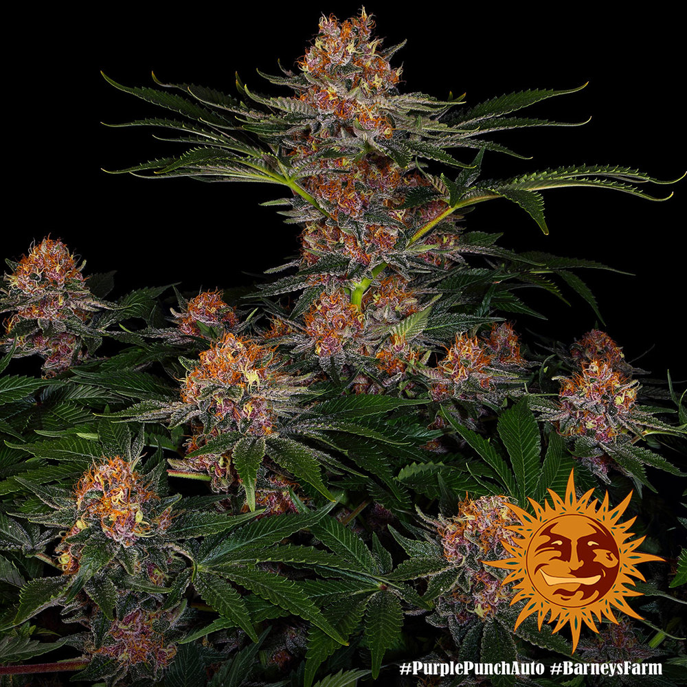 Purple Punch Auto Autoflower Barney's Farm