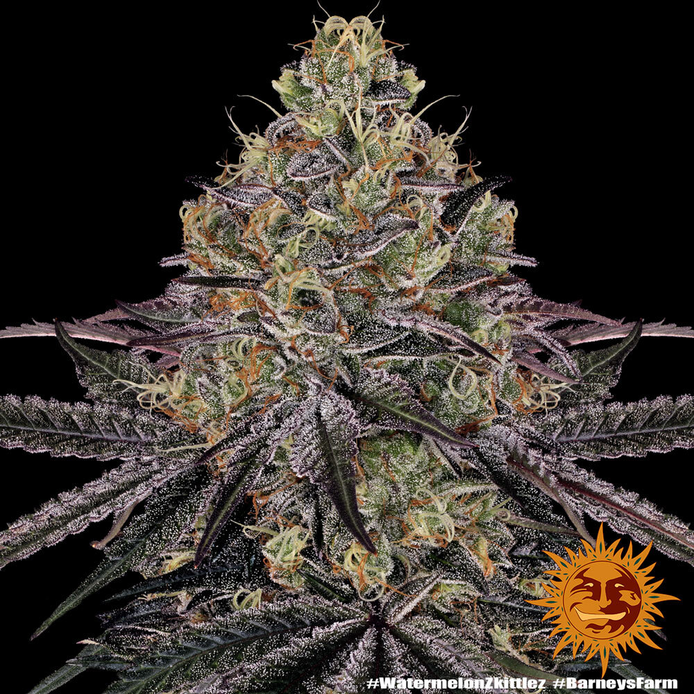 Watermelon Z Feminised Barney's Farm