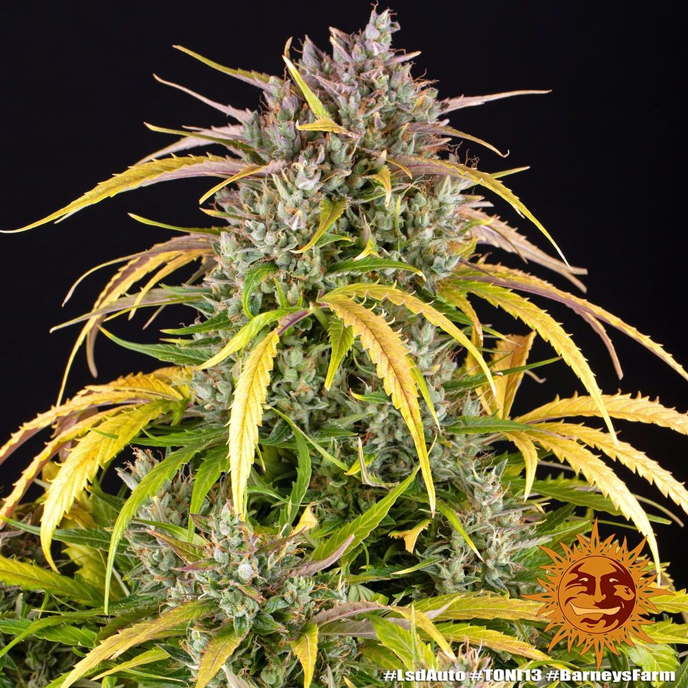 LSD Auto Autoflower Barney's Farm
