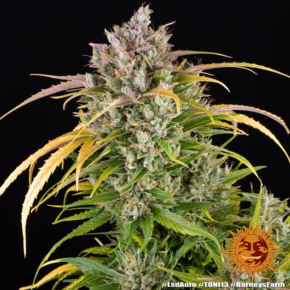 LSD Auto Autoflower Barney's Farm
