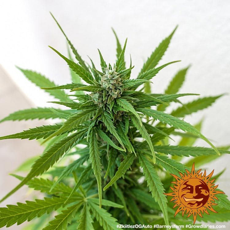 Original Z OG Auto Autoflower Barney's Farm