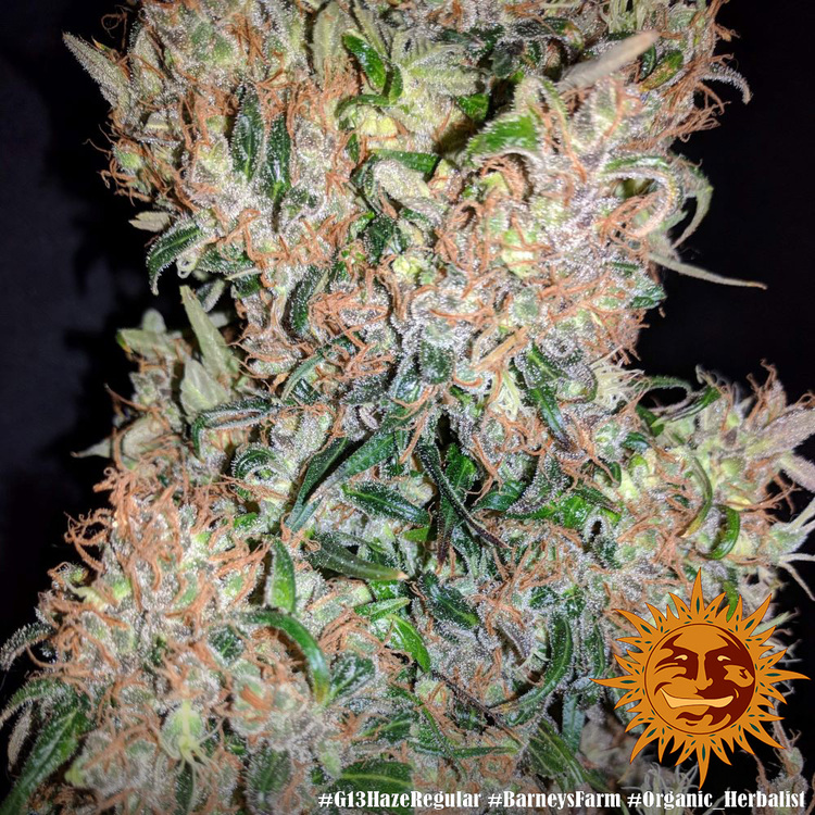 G13 Haze Regular Barney's Farm