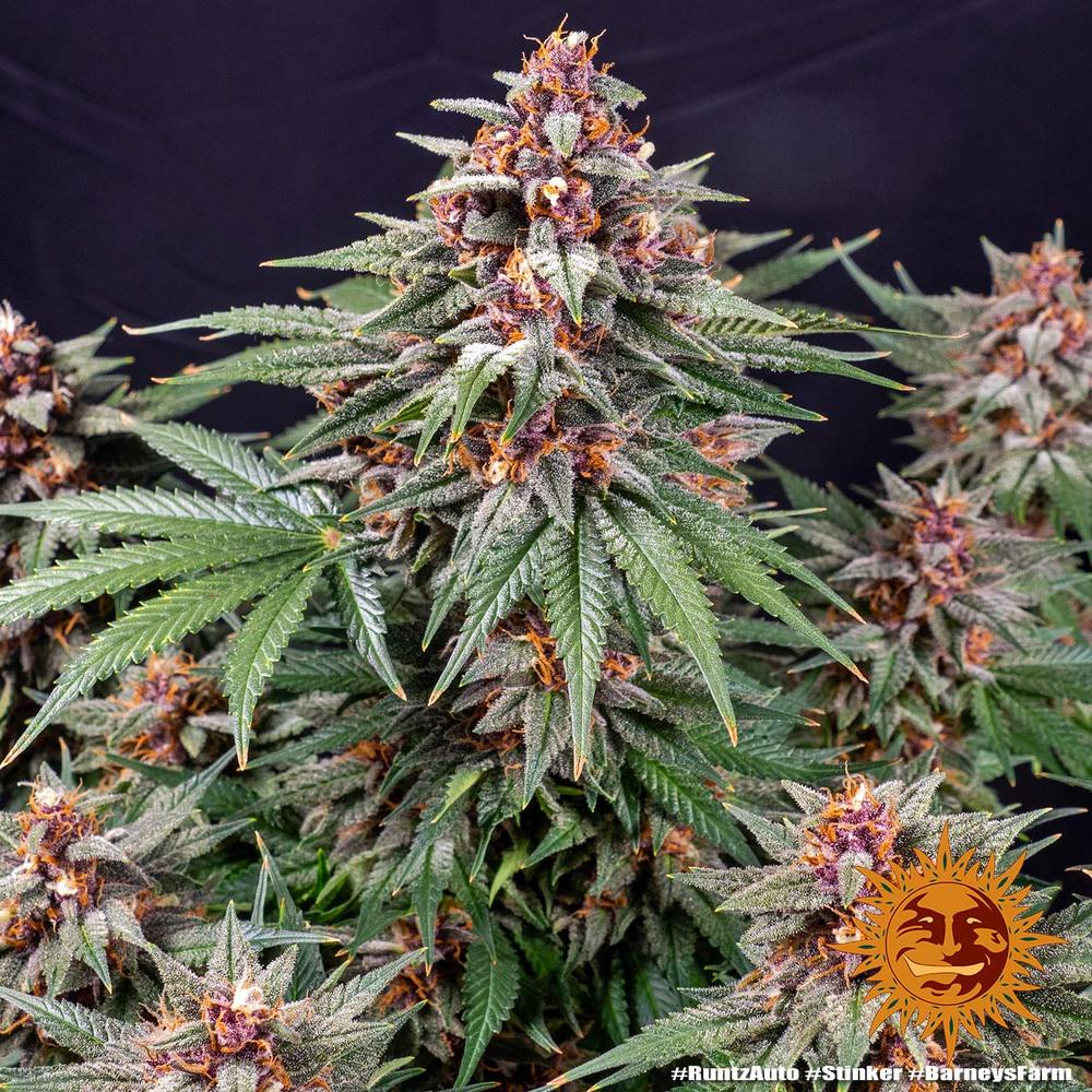 Runtz Auto Autoflower Barney's Farm