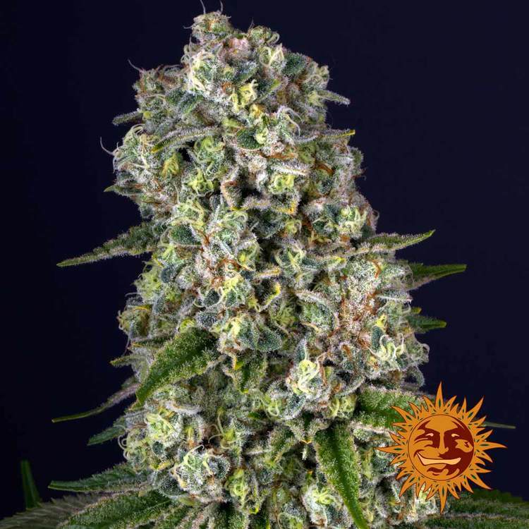 Tropicanna Banana Feminised Barney's Farm