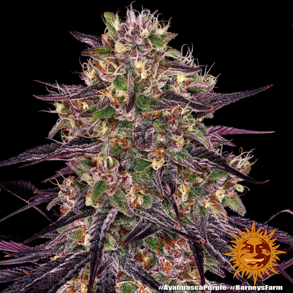 Ayahuasca Purple Feminised Barney's Farm