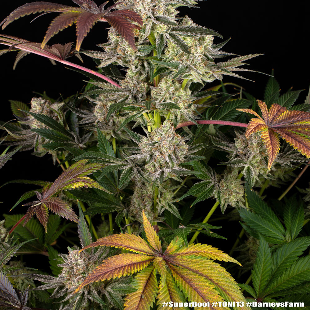 Super Boof Feminised Barney's Farm