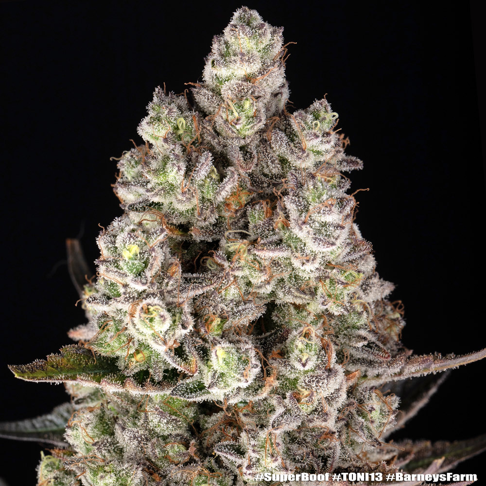 Super Boof Feminised Barney's Farm