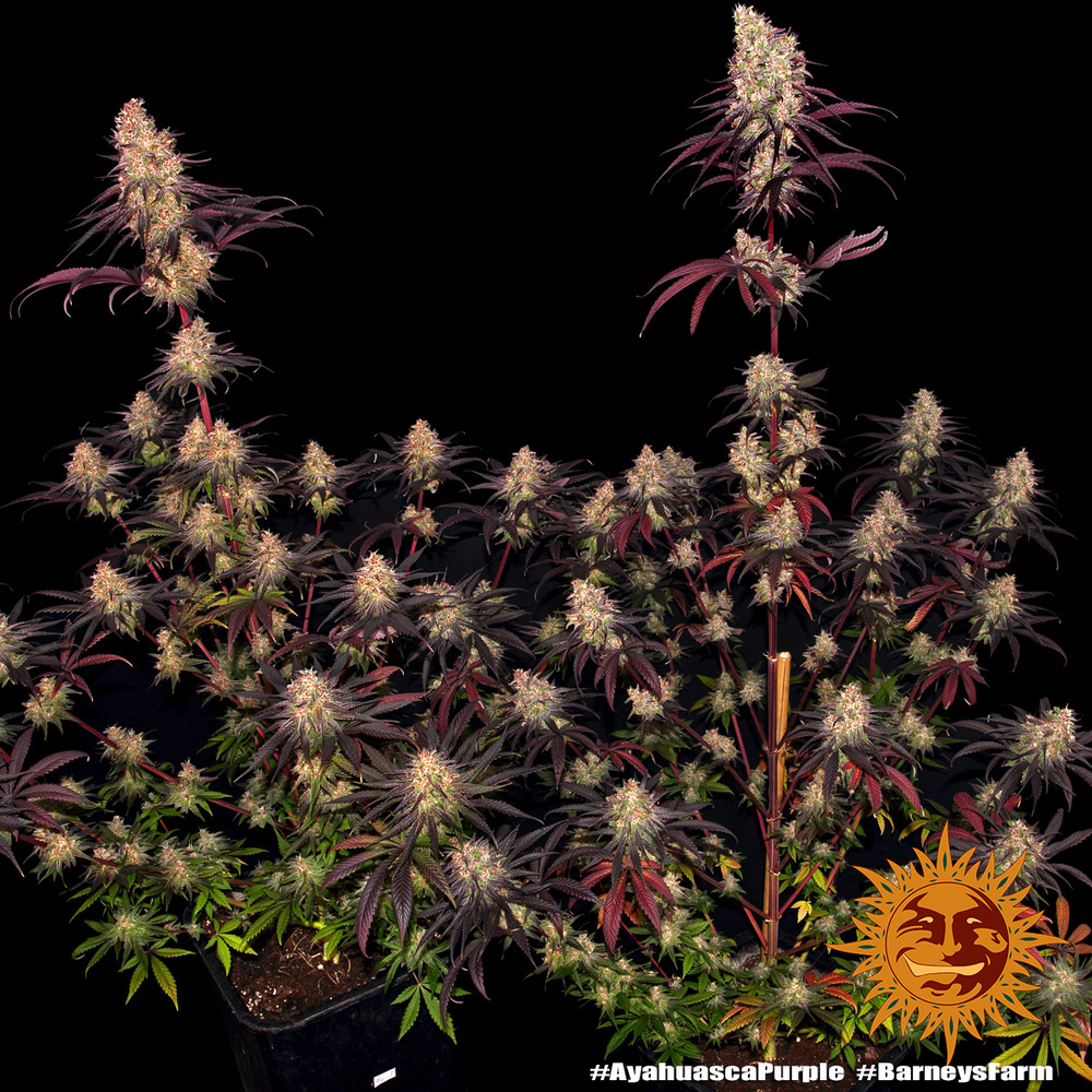 Ayahuasca Purple Feminised Barney's Farm