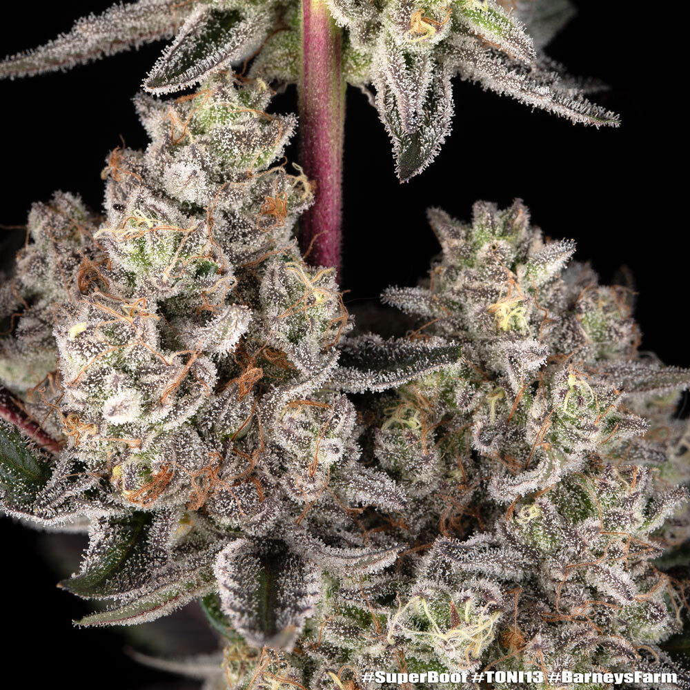 Super Boof Feminised Barney's Farm