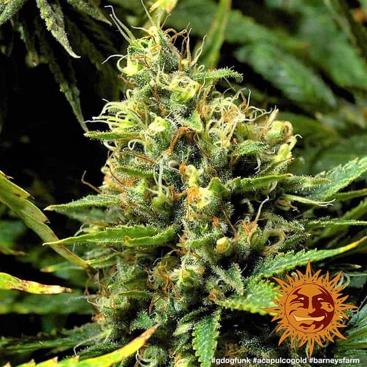 Acapulco Gold Feminised Barney's Farm