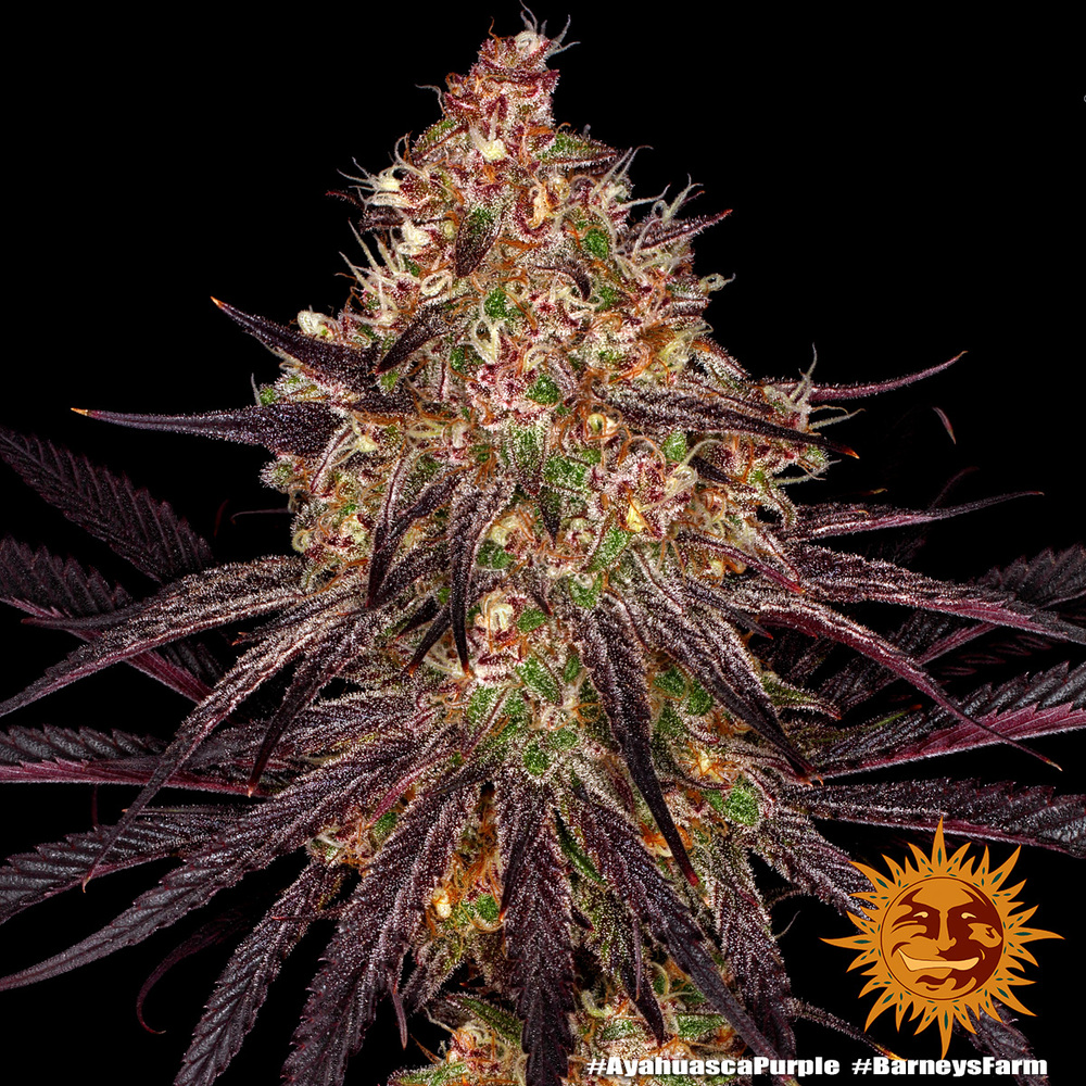 Ayahuasca Purple Feminised Barney's Farm