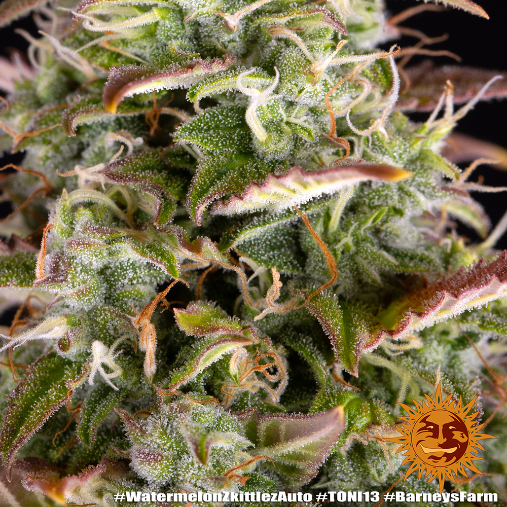 Watermelon Z Auto Autoflower Barney's Farm