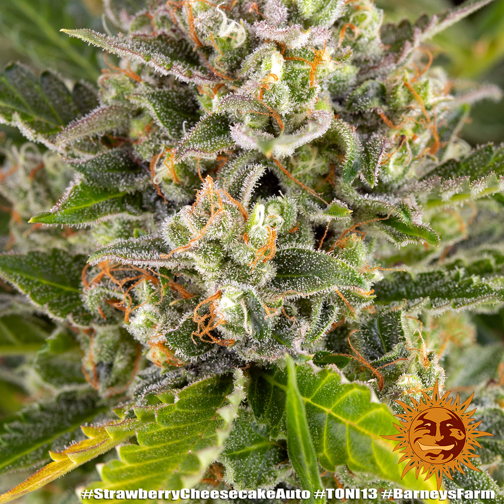 Strawberry Cheesecake Auto Autoflower Barney's Farm