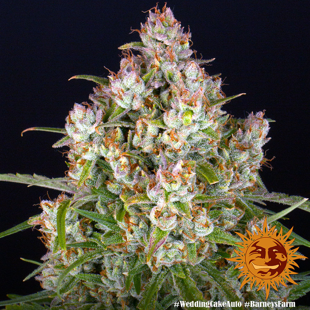 Wedding Cake Auto Autoflower Barney's Farm