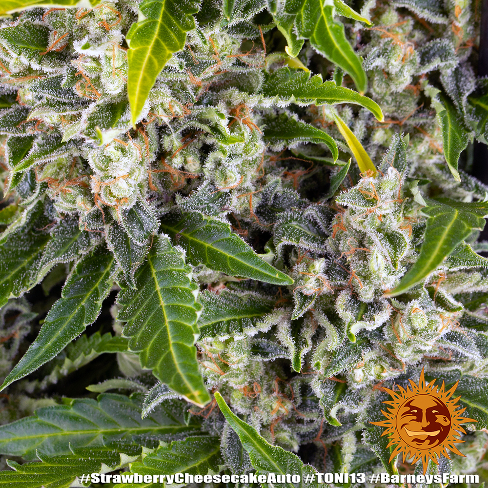 Strawberry Cheesecake Auto Autoflower Barney's Farm