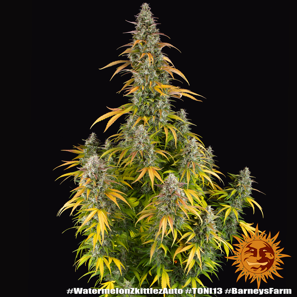Watermelon Z Auto Autoflower Barney's Farm