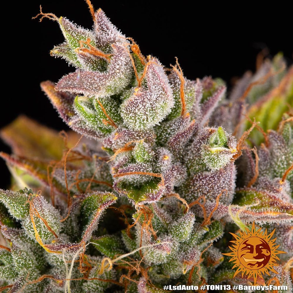 LSD Auto Autoflower Barney's Farm