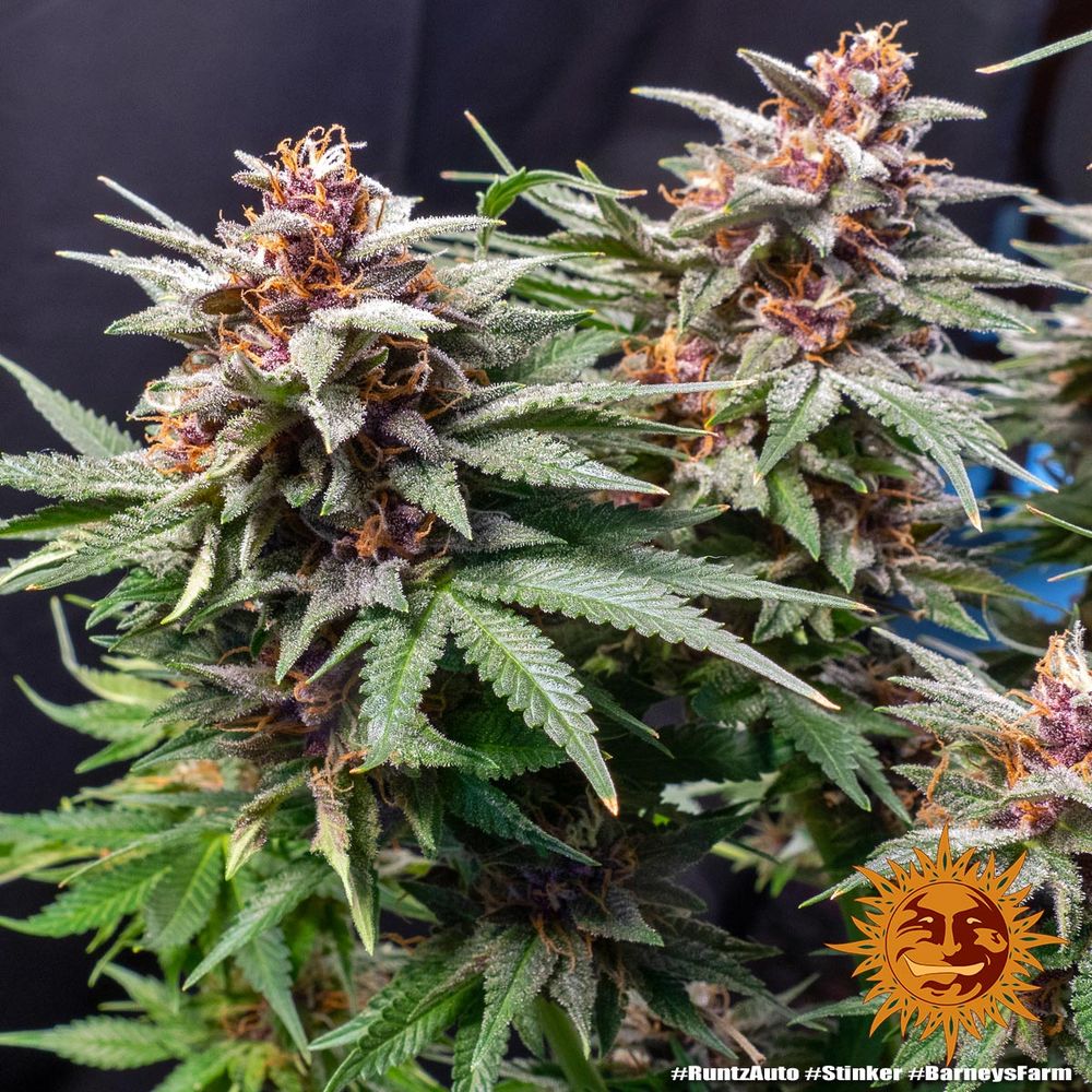 Runtz Auto Autoflower Barney's Farm