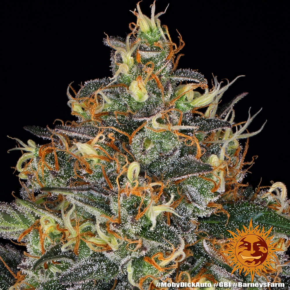Moby Dick Auto Autoflower Barney's Farm
