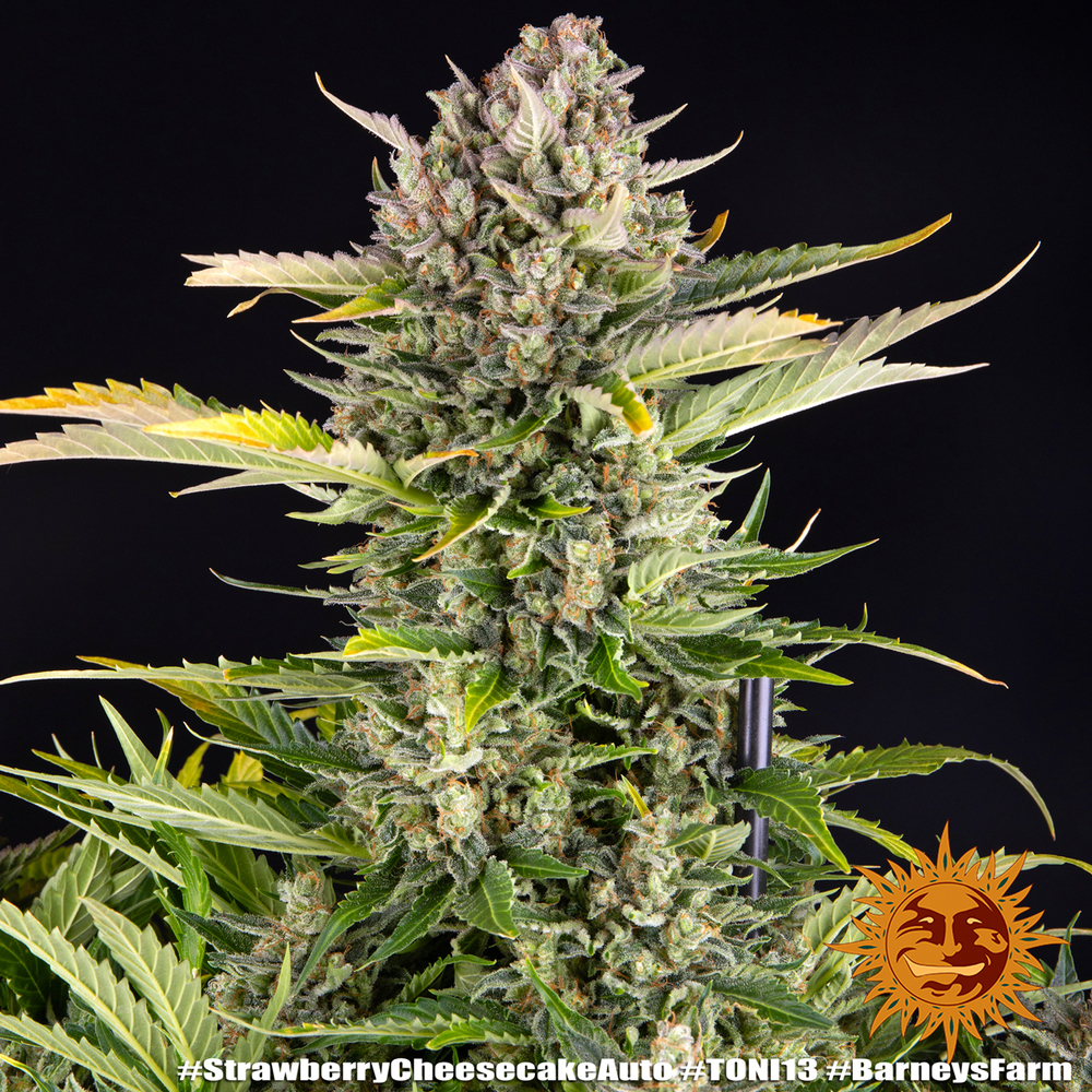 Strawberry Cheesecake Auto Autoflower Barney's Farm