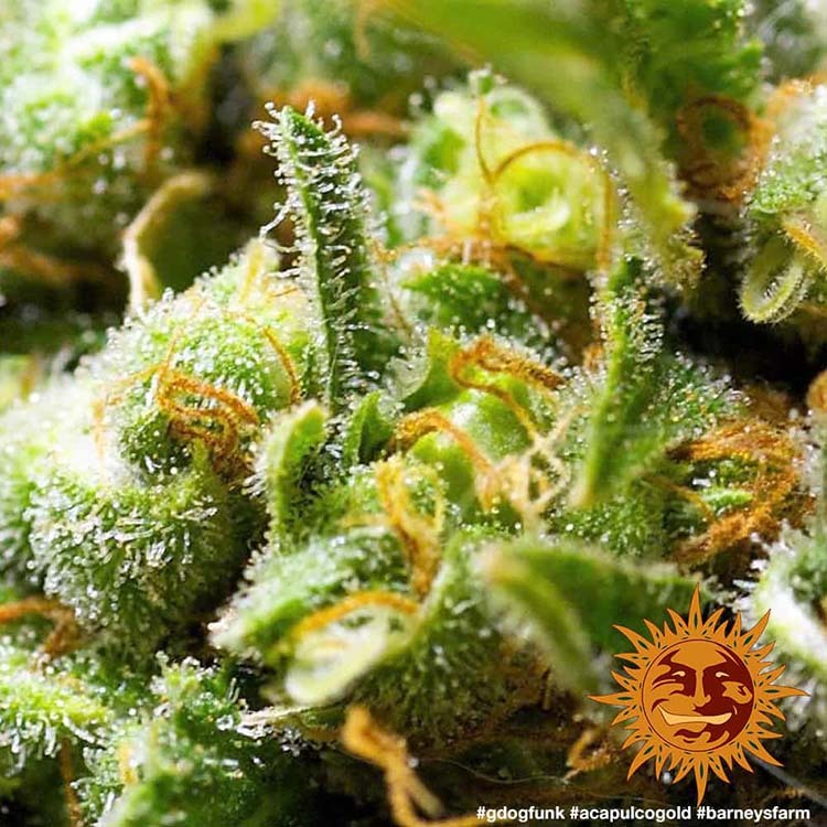 Acapulco Gold Feminised Barney's Farm